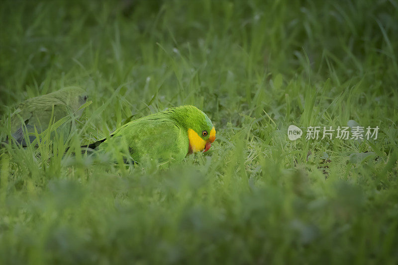 雄性超级鹦鹉(Polytelis swainsonii)